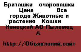 Бриташки - очаровашки.  › Цена ­ 3 000 - Все города Животные и растения » Кошки   . Ненецкий АО,Пылемец д.